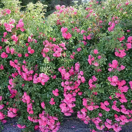 Garni Höchschmied Hotel Lassnitzhoehe
