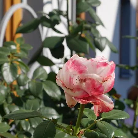 Garni Hoechschmied Lassnitzhoehe