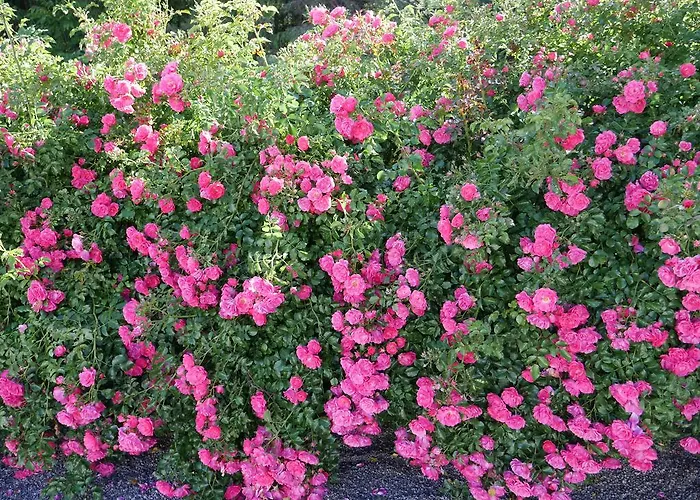 伽尔尼豪斯海姆德酒店 酒店 拉斯尼茨霍