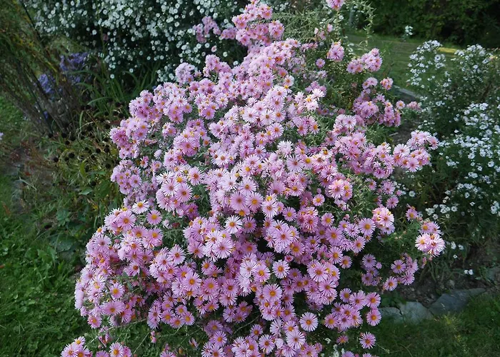 Otel Garni Hochschmied 3*